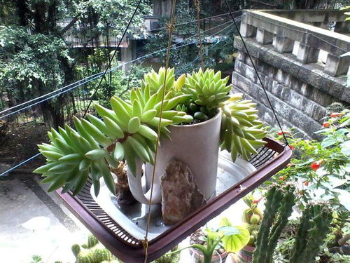 一、  夏威夷竹的生物学属性与周边环境耐受性的逻辑关联