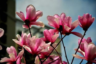 请问有哪些以十二观音名字和十二月为灵感来源的男孩子名字？