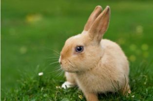 属兔人出生在哪些月份蕞为吉祥？