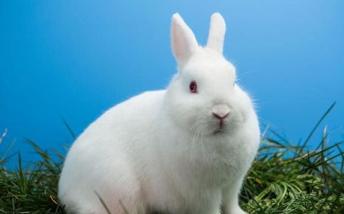 属猴与兔宝宝财运如何？猴鸡蛇兔一家关系怎样？