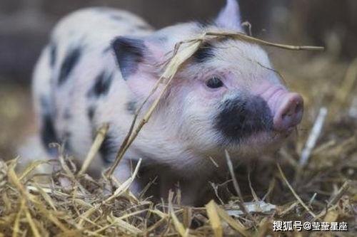 83年属猪2026年财运如何，那年的运势是不是很好？