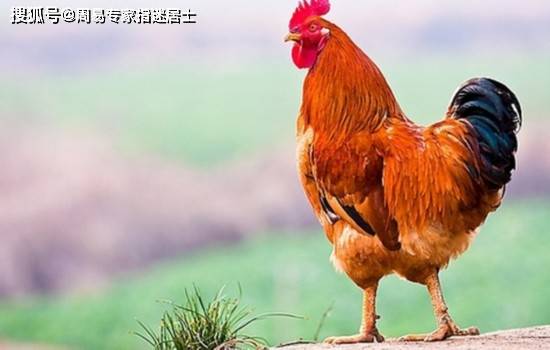 2021年属鸡05年出生的人运势如何剖析？