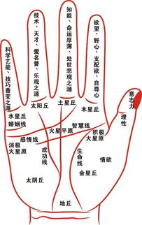 二、 头脑线支线很多