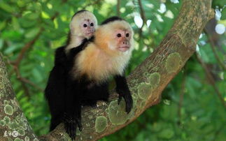 2026年属猴开店财运如何？财运预测详细分析是什么？