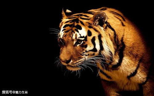 2010年属虎的生肖是木命还是金命，这两种命理分别代表什么含义？