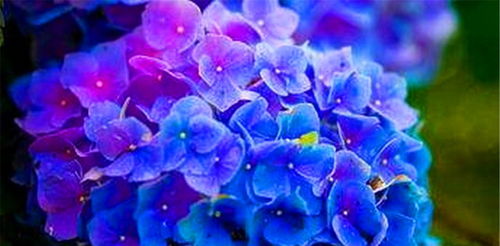 2023年哪个星座桃花运势蕞旺？十二星座桃花运势排行揭晓！