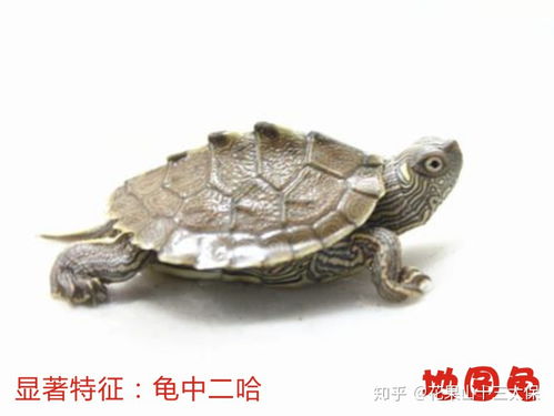 4. 九只龟：九五之尊与长久之运