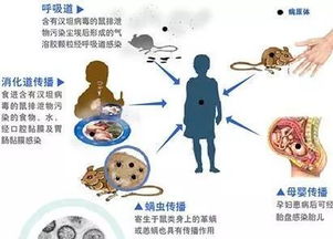 生肖鼠：忽视性格培养导致人格缺陷