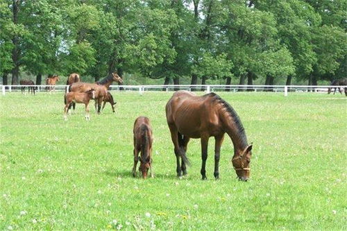 1990年属马人在2026年农历四月运势如何？
