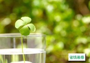 不宜摆放的植物及其不利影响