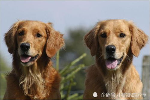 70年属狗50岁有一灾的说法准确吗？晚年运势会怎样？