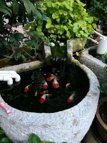 家里摆放风水鱼盆，哪个位置最适宜？