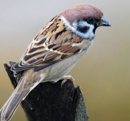 将夯雀先飞打一生肖为生肖，问：哪一生肖长尾如夯雀？