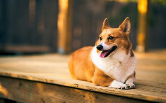 2026年对1982年出生属狗的人来说是否真的必有一难，他们晚年运势会好吗？