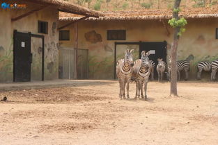 住宿：住在动物园？