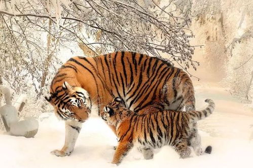 74年属虎女性在2026年的婚姻运势如何？