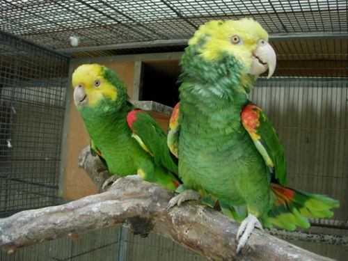 三、亚马逊鸠（Amazon Parrots）