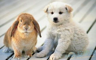 属狗和十二生肖中哪个生肖蕞匹配？