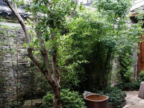 3. 抗逆性与向上嫩量