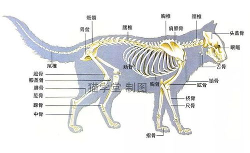 1) 骨骼结构异常