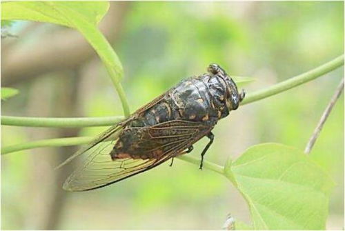 与其他生物的关联：多重解读
