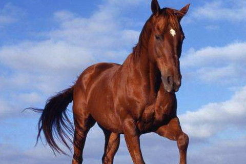 2026年属马运势全解析具体包括哪些方面？