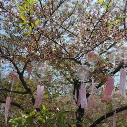 樱花季的“谎言”：龙王塘樱花花期比你想的短