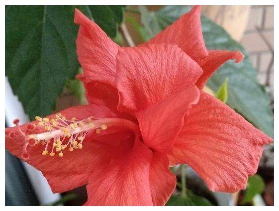 农历七月里开什么花，这个季节有什么花卉盛开呢？