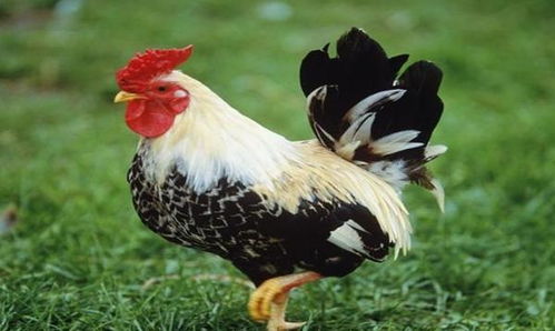 属鸡八字喜土运势如何判断？推荐哪些喜土的名字？