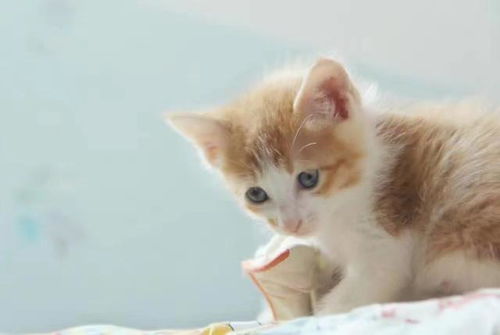 养猫家庭的风水讲究有哪些注意事项？