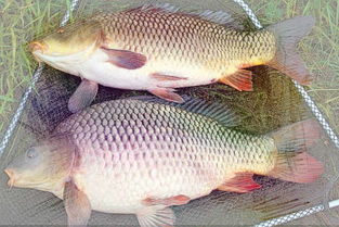 梦见花生和鲤鱼分别预示着什么吉凶？周公解梦有何解释？