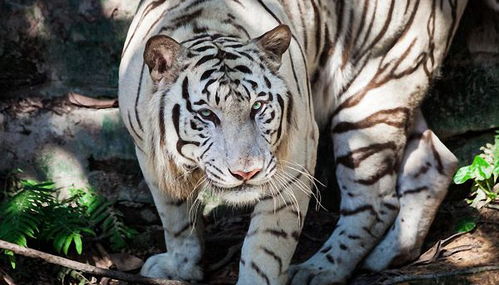 86年属虎男与87年属兔女感情如何，合得来吗？