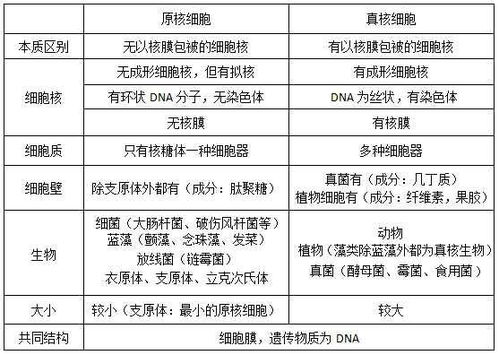 5号人格：两面派型