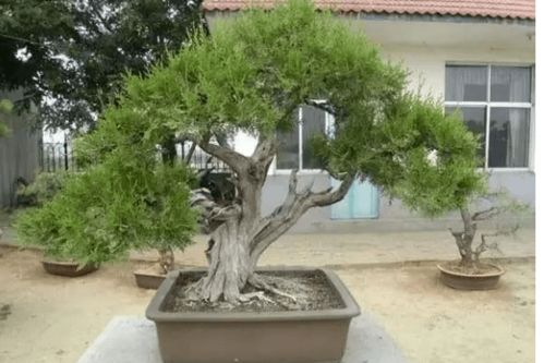 5. 柏树