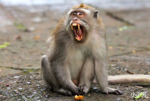 属猴的人52岁是哪一年出生的？那几年出生的人属猴？