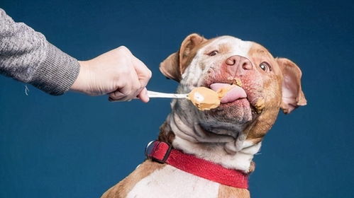 2026年属狗的人当年有哪些忌讳或需要避讳的事情？