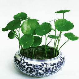 四、  装饰品与植物象征：财运提升的符号学意义