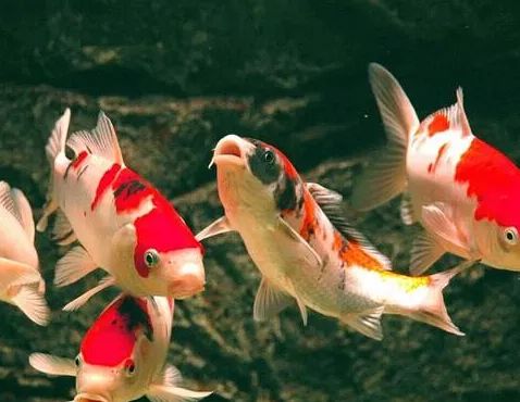 属马人养金鱼风水佳，究竟几条最为吉利？