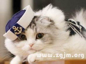 梦见一只猫突然向我扑来这究竟是什么寓意或预兆呢？