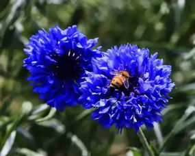 世界上以灭绝的十大花种具体是哪些？