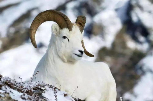 属羊的害怕什么命，79年属羊天上火命缺什么，这究竟是什么命运之谜？