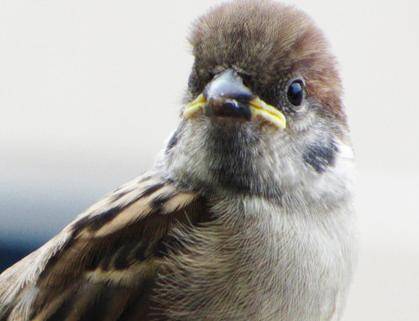 十二生肖中，百依百顺的生肖是哪个？