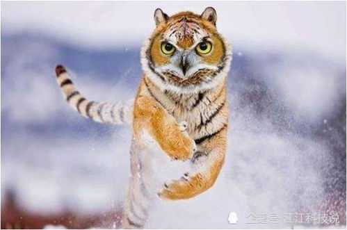 2022年属虎星座运势分析：运势旺盛的属相揭晓