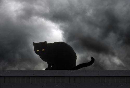黑猫现身， 夜间宁静被打破
