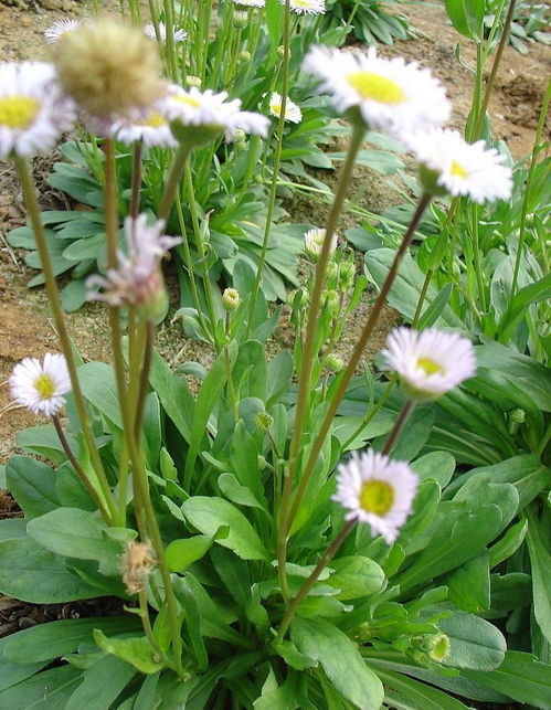 （二）土壤要求及前期准备工作