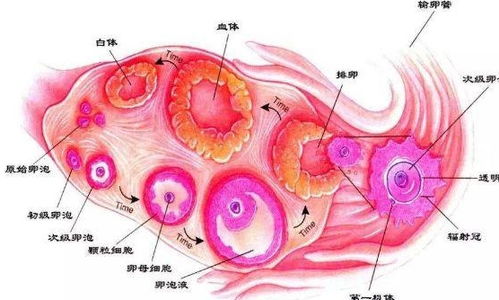 了解卵泡排出的过程