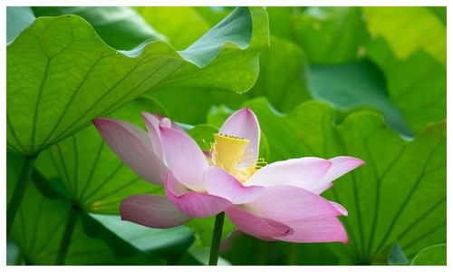 如沐春风形容的生肖是哪一个？