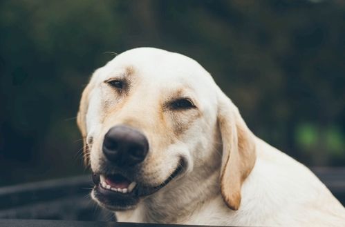 1. 属狗者：忠诚可靠之典范及圆形装饰之功效