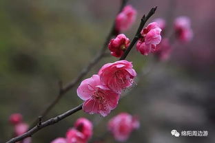 震惊！专家都不敢说的梅花梦境秘密