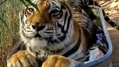 我为什么会梦见老虎在我身上撒尿呢？这是不是有什么特殊的寓意？